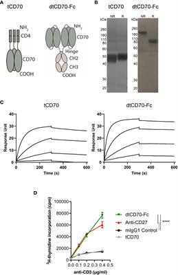 Fcγ receptor binding is required for maximal immunostimulation by CD70-Fc